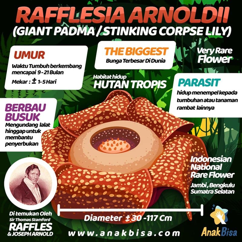 Bunga Rafflesia Arnoldii: Bunga Terbesar di Dunia
