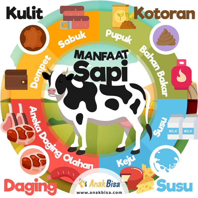 Manfaat Sapi: Apa Saja yang Bisa Dihasilkan?