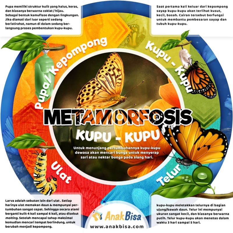 Metamorfosis Kupu-Kupu: Telur, Ulat, Pupa, Kupu-kupu